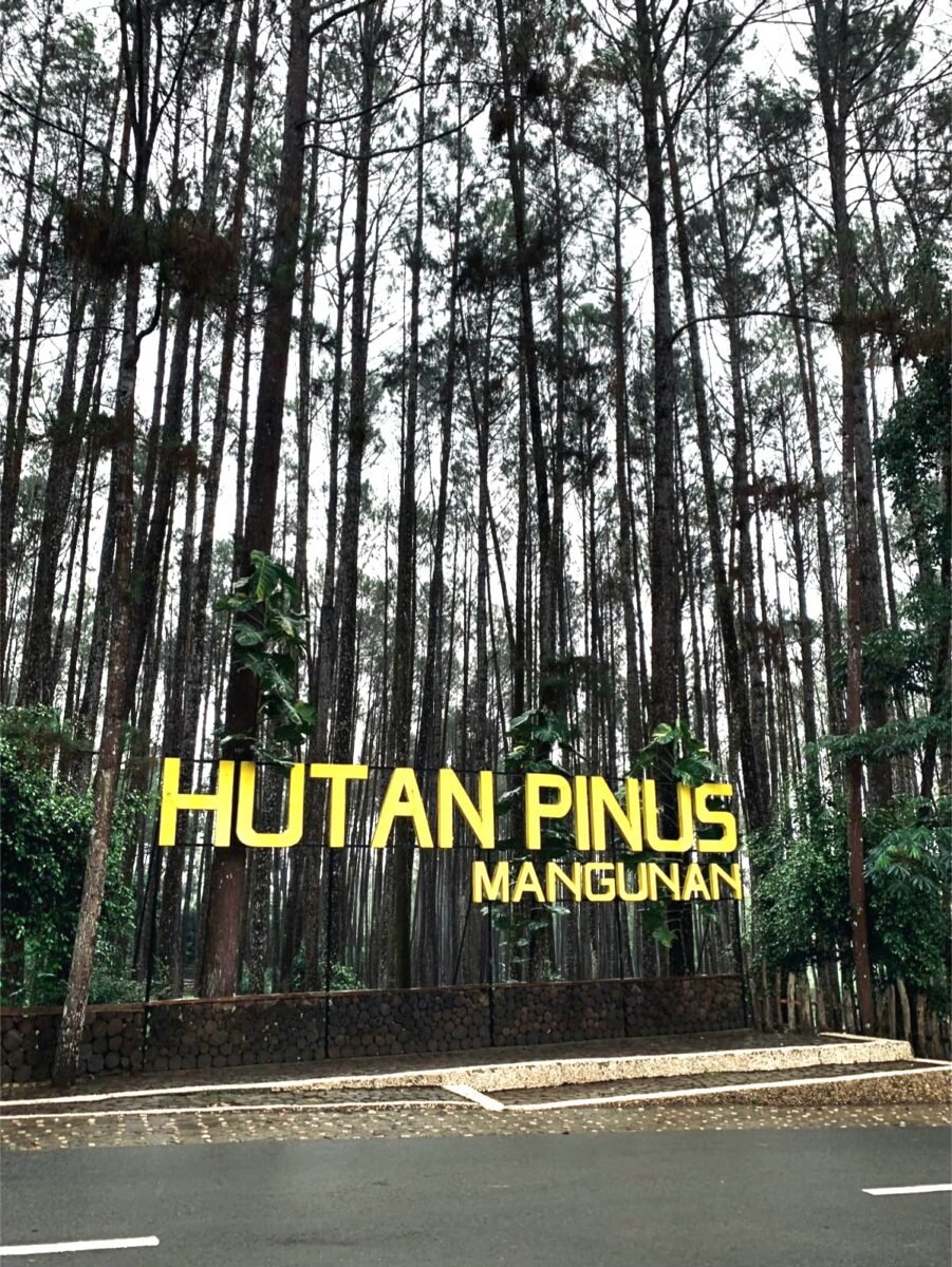 Saat pagi hari, sinar matahari yang masuk di sela-sela pohon pinus menciptakan suasana yang sangat indah untuk fotografi.
